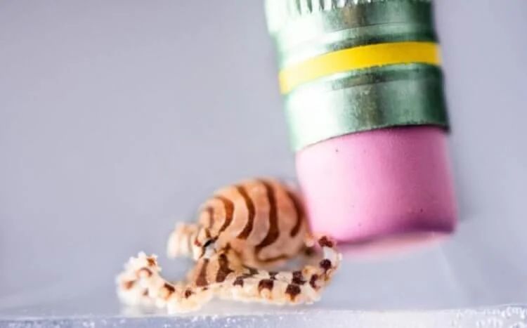 Ученые начнут ставить эксперименты не только на мышах и крысах, но и осьминогах