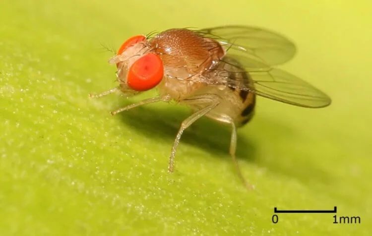 Ученые начнут ставить эксперименты не только на мышах и крысах, но и осьминогах