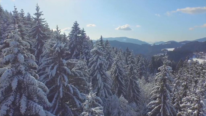 Ученые разгадали зеленую тайну елок