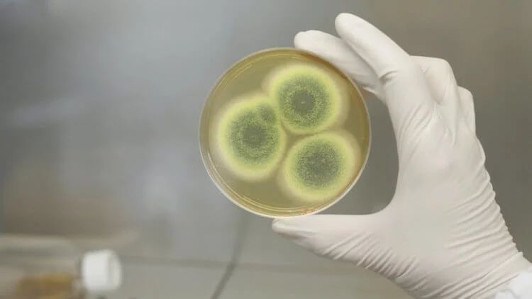 Устойчивые к антибиотикам бактерии жили задолго до появления препаратов