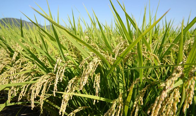 Азотогенерирующие бактерии заменят привычные удобрения