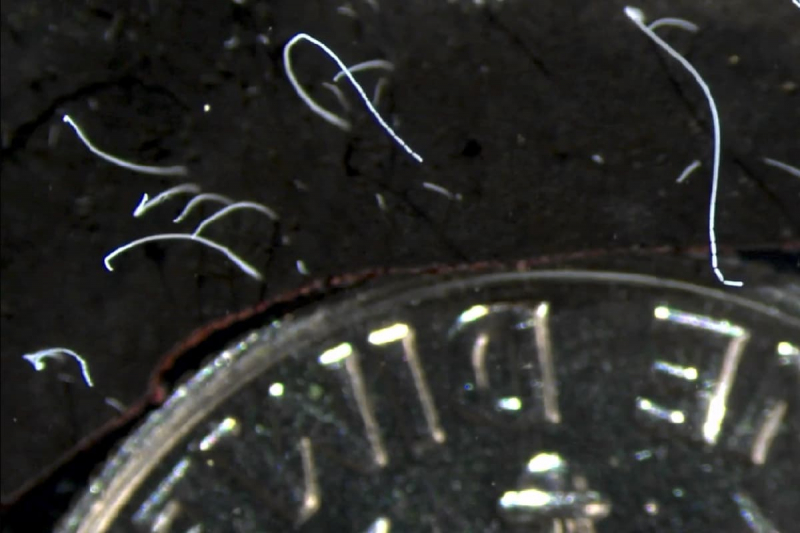 Биологи нашли самые большие в мире бактерии