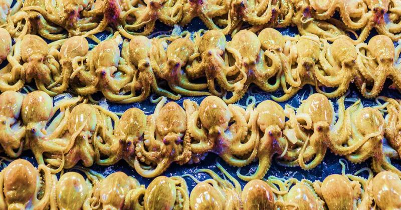 Люди в ужасе от первой в мире фермы по выращиванию осьминогов