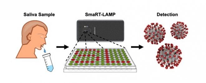 Простой детектор на базе смартфона определит ковид с точностью ПЦР-теста 