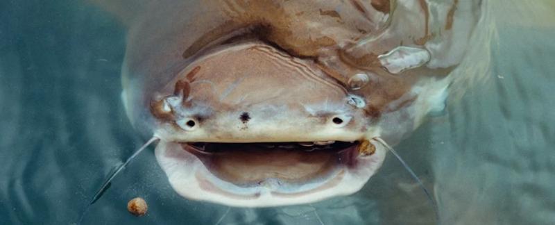 Рыбы "разговаривали" 155 миллионов лет, и теперь вы можете услышать их "голоса"