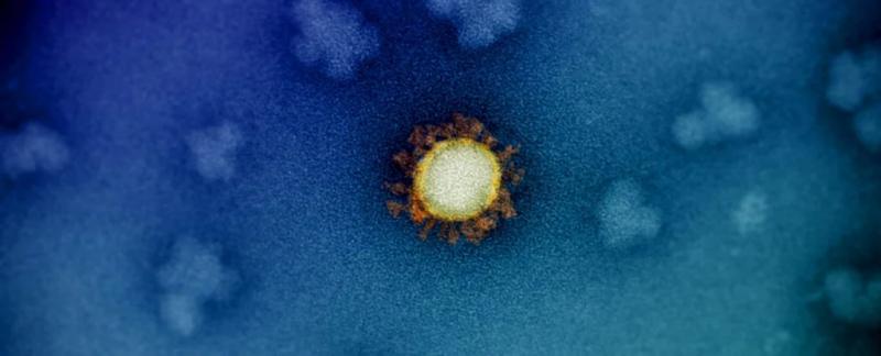 Странные темпы эволюции мутаций SARS-CoV-2 наконец-то раскрыты в новом исследовании