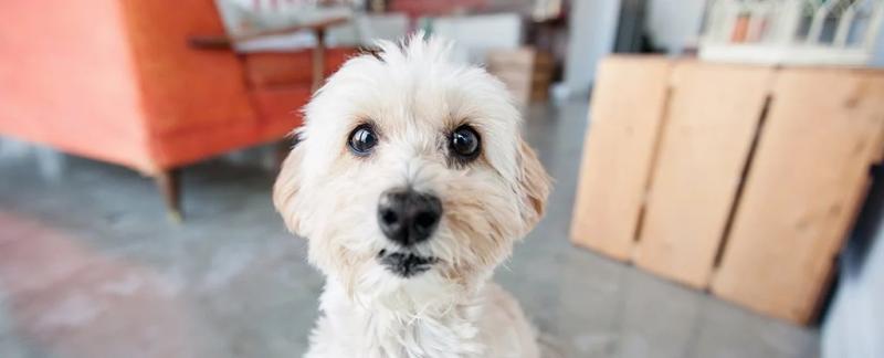 У супердружелюбной собаки есть один потенциальный недостаток, показало исследование