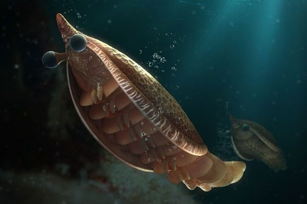 Ученые нашли &laquo;недостающее звено&raquo;, объясняющее происхождение жабр у членистоногих