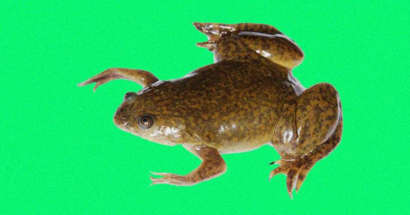 Ученый предсказывает, что люди смогут регенерировать конечности "в течение нашей жизни"