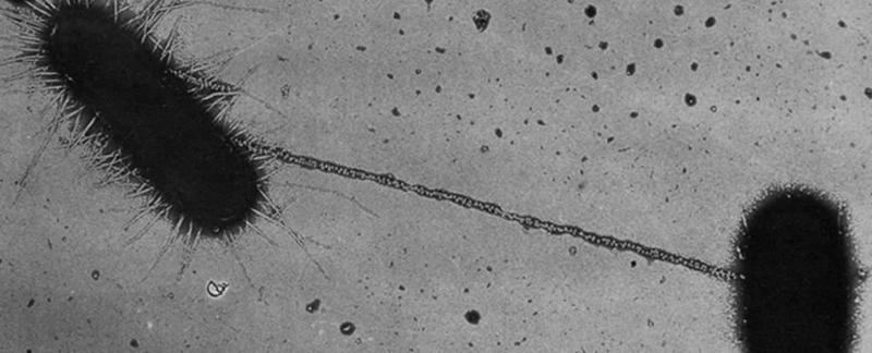 В вашем кишечнике куча бактерий занимается "сексом"