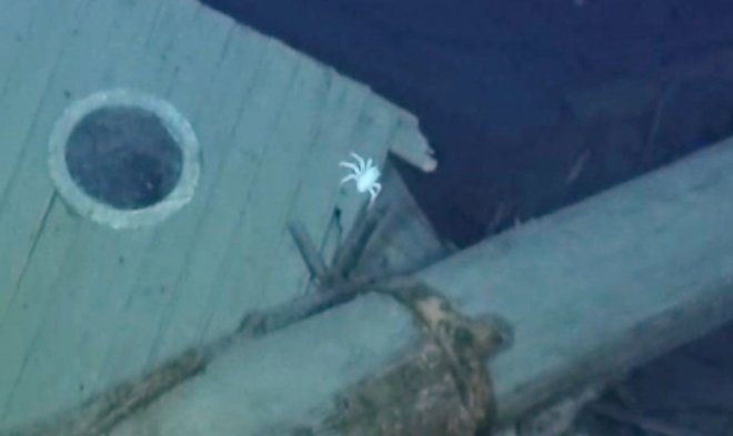 Четыре удивительных морских существа поселились в затонувшем судне &laquo;Endurance&raquo; Эрнеста Шеклтона 