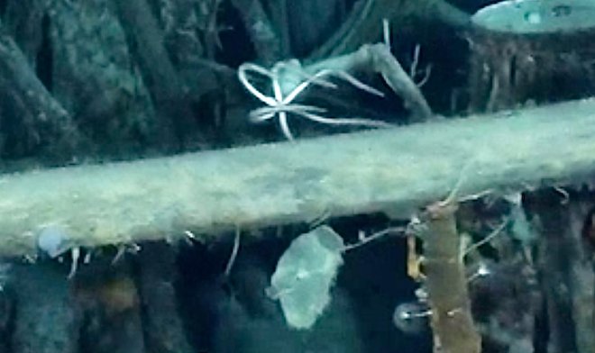 Четыре удивительных морских существа поселились в затонувшем судне &laquo;Endurance&raquo; Эрнеста Шеклтона 