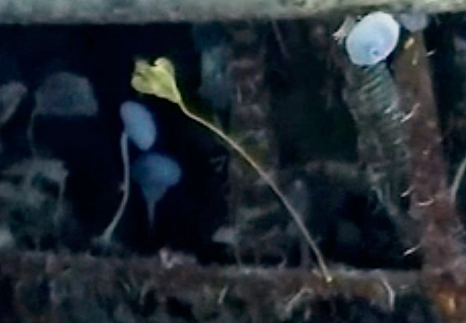 Четыре удивительных морских существа поселились в затонувшем судне &laquo;Endurance&raquo; Эрнеста Шеклтона 