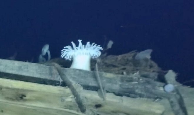 Четыре удивительных морских существа поселились в затонувшем судне &laquo;Endurance&raquo; Эрнеста Шеклтона 