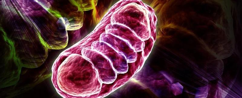 "Энергетическая станция клетки" тайно помогает глазам млекопитающих обрабатывать свет