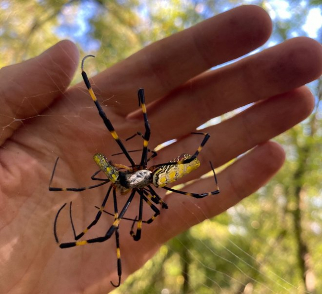 Этим летом в США ожидается нашествие гигантских иноземных пауков