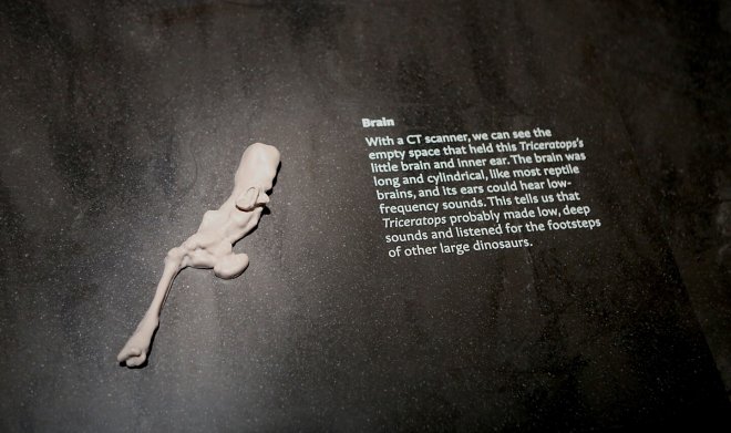 Познакомьтесь с Хорридусом &mdash; наиболее сохранившимся скелетом трицератопса в&nbsp;мире 