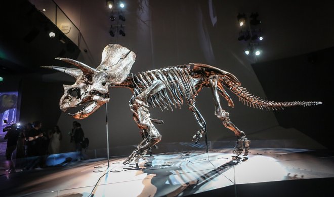 Познакомьтесь с Хорридусом &mdash; наиболее сохранившимся скелетом трицератопса в&nbsp;мире 