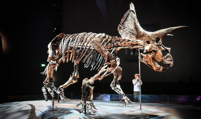 Познакомьтесь с Хорридусом &mdash; наиболее сохранившимся скелетом трицератопса в&nbsp;мире 