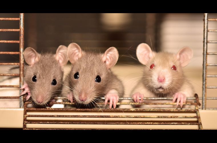 Создание гибридных видов, которые ранее были вымершими