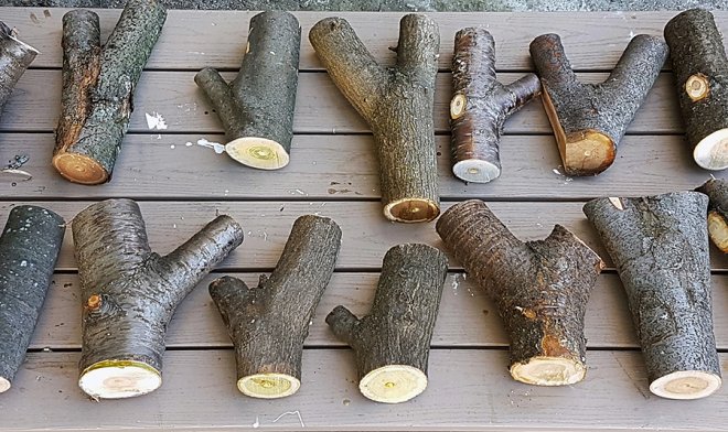 Сучки и древесные развилки оказались удивительно эффективным строительным материалом