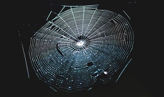 Ученые превратили паучью паутину в потрясающий музыкальный инструмент