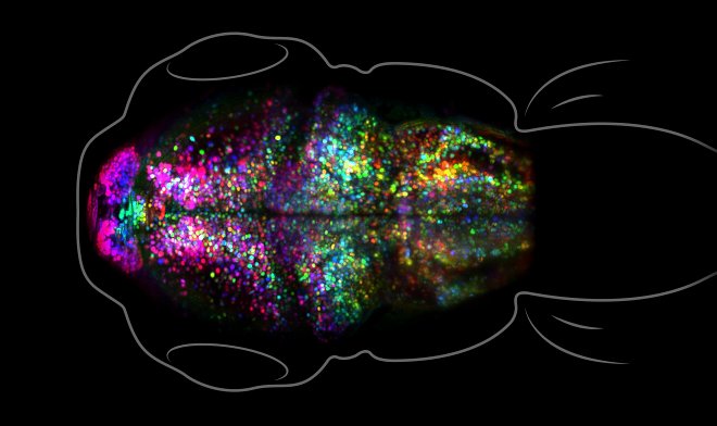 Ученые впервые увидели в реальном времени, как в мозге формируется память 