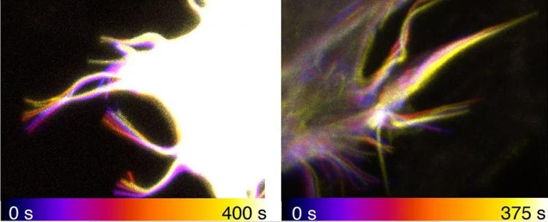Ваши клетки имеют странные "щупальца", которые помогают им передвигаться