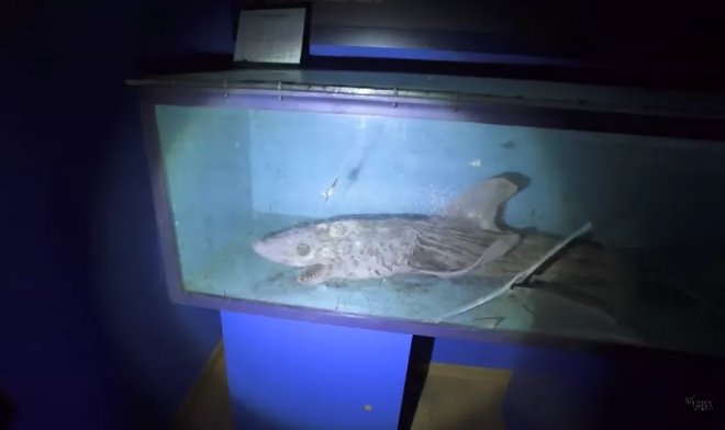 Визит в заброшенный океанариум неожиданно превратился в хоррор-шоу