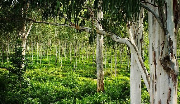 Биопродуктивность Земли оказалась много выше ожидаемой