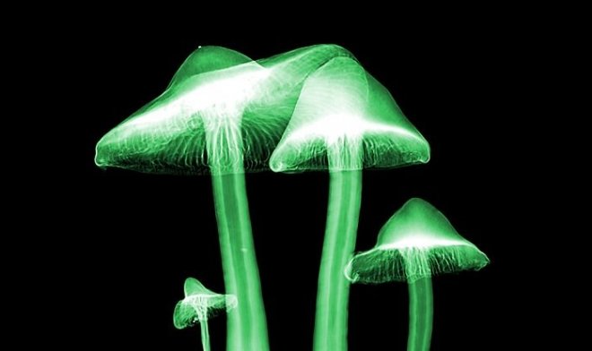 Грибы способны общаться между собой особым способом, поразительно похожим на&nbsp;речь 