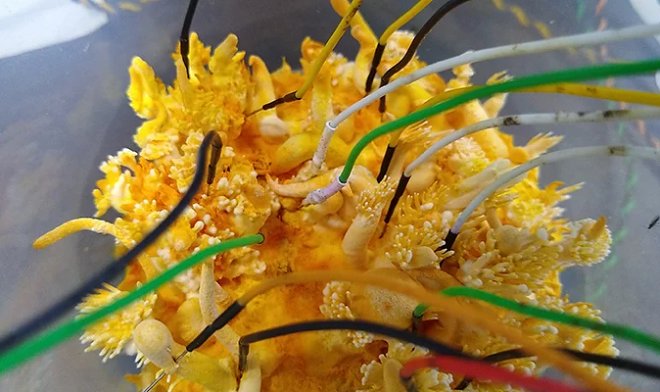 Грибы способны общаться между собой особым способом, поразительно похожим на&nbsp;речь 