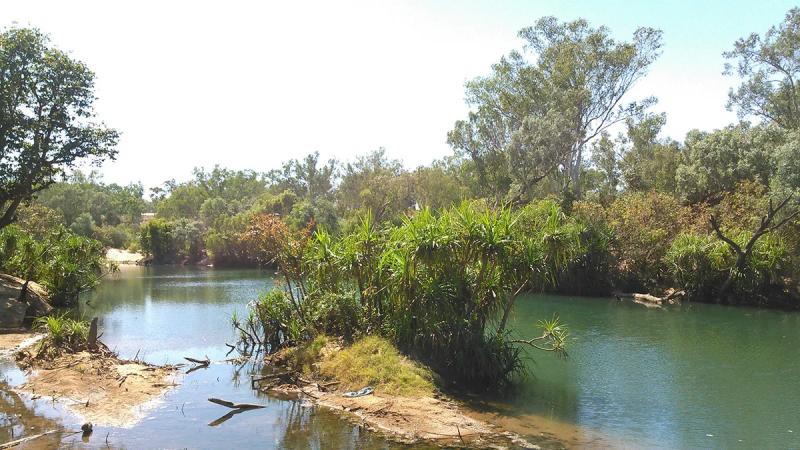 Кольца деревьев указывают на загадочную тенденцию в интенсивности муссонов