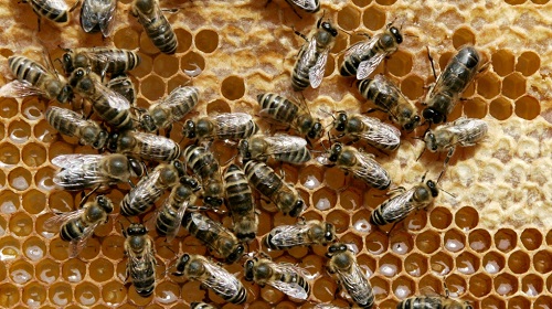Мед обладает потенциалом для создания мозгоподобных компьютерных чипов