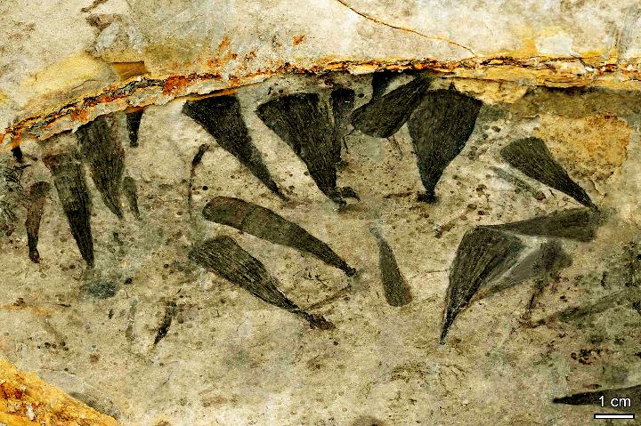 Обитатели Земли вдруг стали больше на несколько порядков 600 миллионов лет назад 4.2