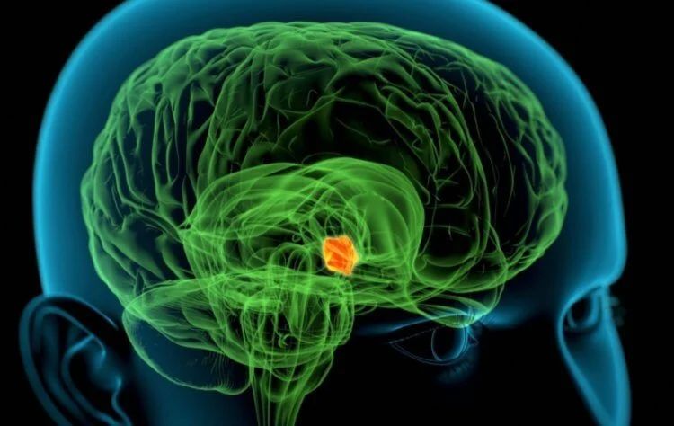 Почему +4 градуса осенью ощущаются холодно, а весной &mdash; тепло?