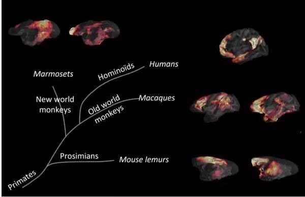 Почему у людей так быстро начал развиваться мозг, а у других животных - нет