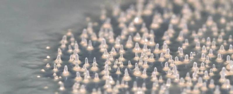 Таинственная слизистая плесень при питании ведет себя как многоклеточный коллектив