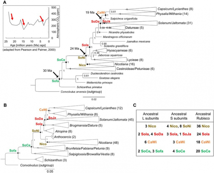 Ученые воскресили древний фермент для повышения урожайности растений