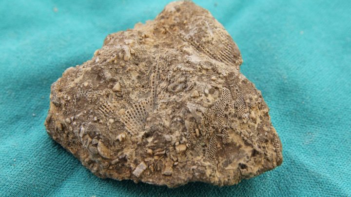 В окаменелостях возрастом более 500 миллионов лет разглядели древнейших мшанок с твердым скелетом