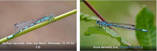 Видовые пары: Новый вызов дарвинистам