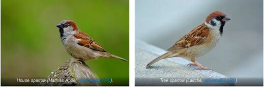 Видовые пары: Новый вызов дарвинистам