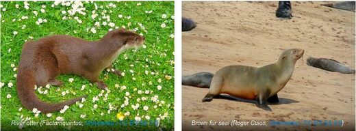 Видовые пары: Новый вызов дарвинистам