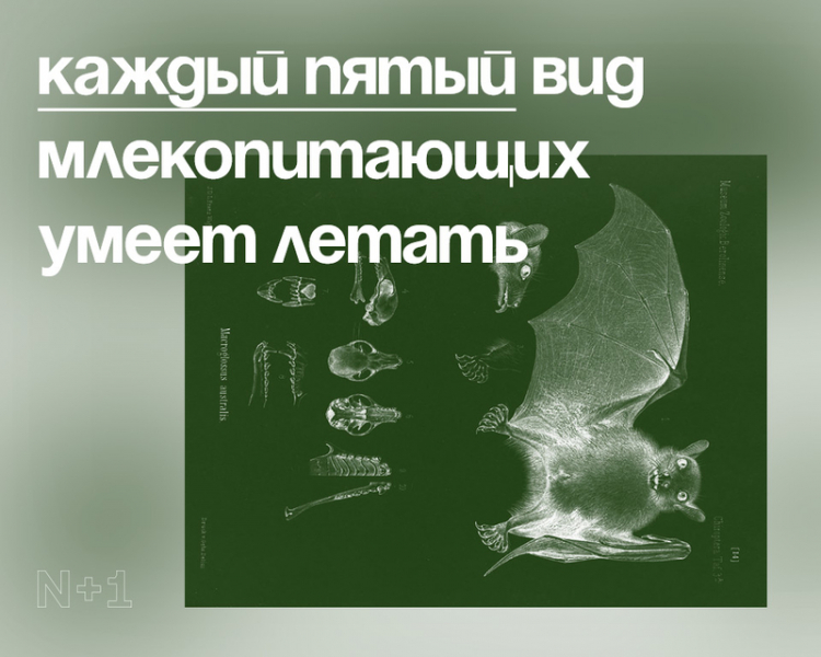 10 внезапных фактов о разнообразии видов