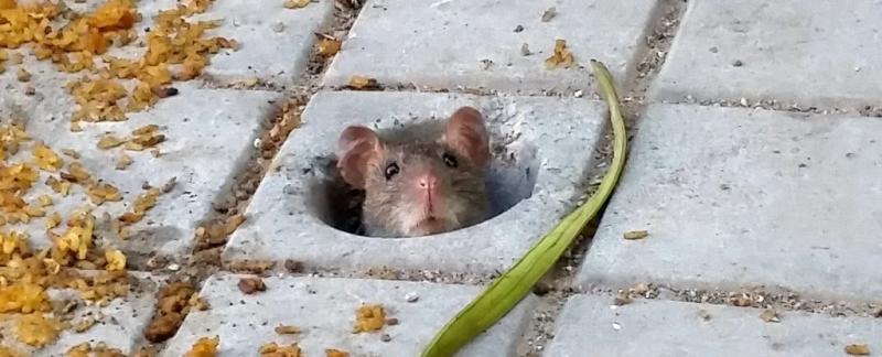 Городские крысы не являются смертоносными " разносчиками болезней", как мы думаем. Ученые объясняют, почему