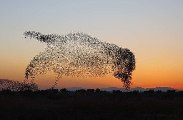 Мурмация: Как гигантские стаи птиц сохраняют такую сплоченность?
