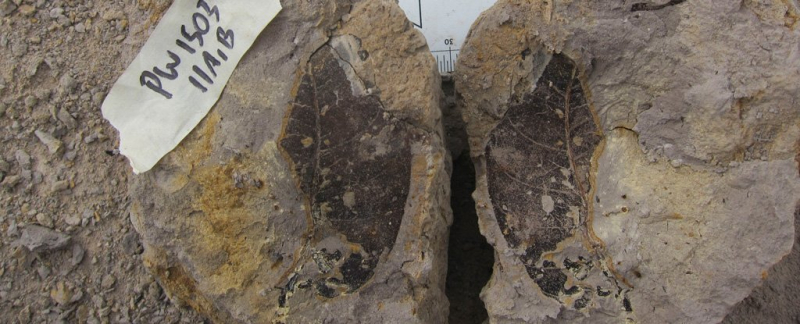 Окаменелости листьев на Борнео свидетельствуют о существовании древнего леса возрастом 4 миллиона лет