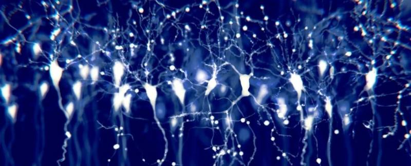 Сон помогает мозгу обрабатывать эмоции, и новое исследование на мышах показывает, как это происходит