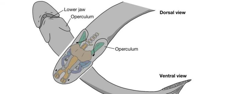 Ученые считают, что это странное рыбоподобное существо может быть одним из наших древних предков