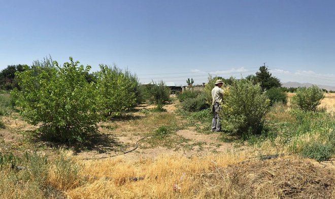 В Канаде для борьбы с &laquo;русскими оливами&raquo; выпустят в природу особых евразийских клещей 
